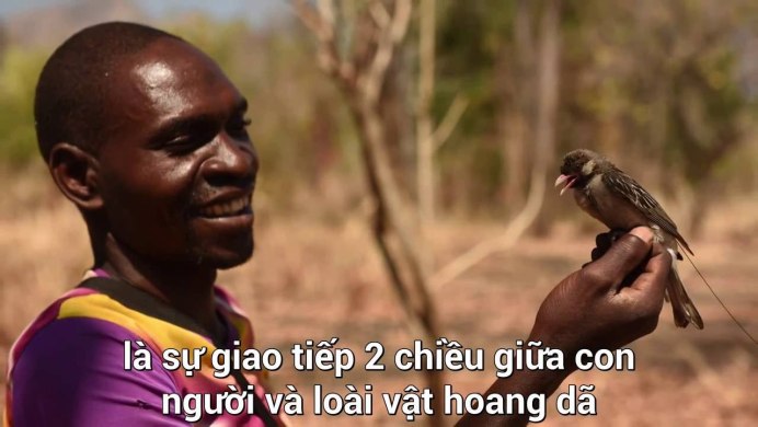 Барсук медоед