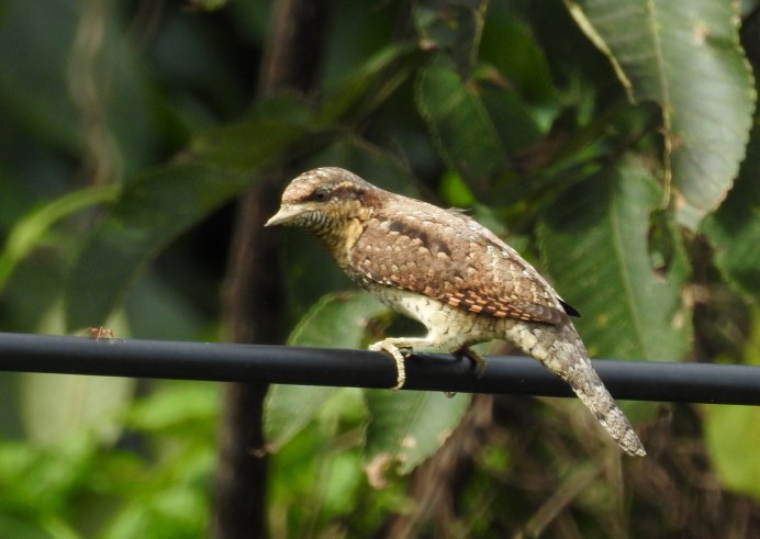 Африканские Дикие пчелы