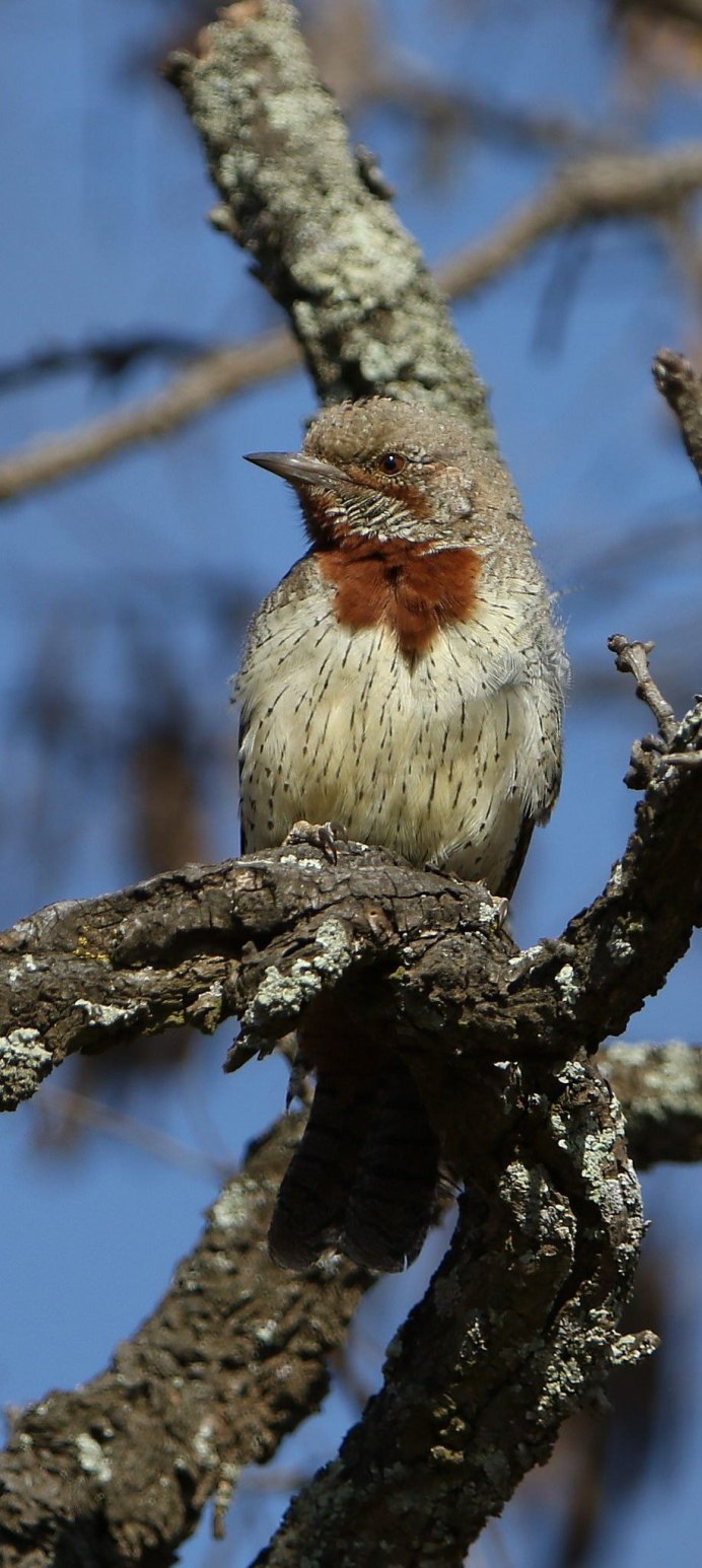 Медоуказчик птица