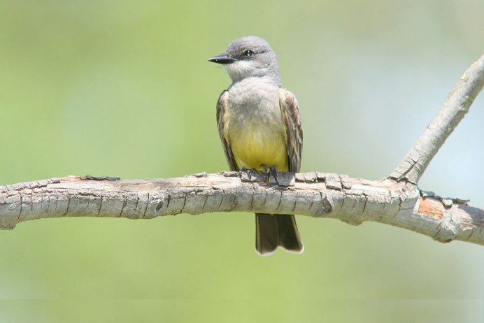 Полосатый Воробей