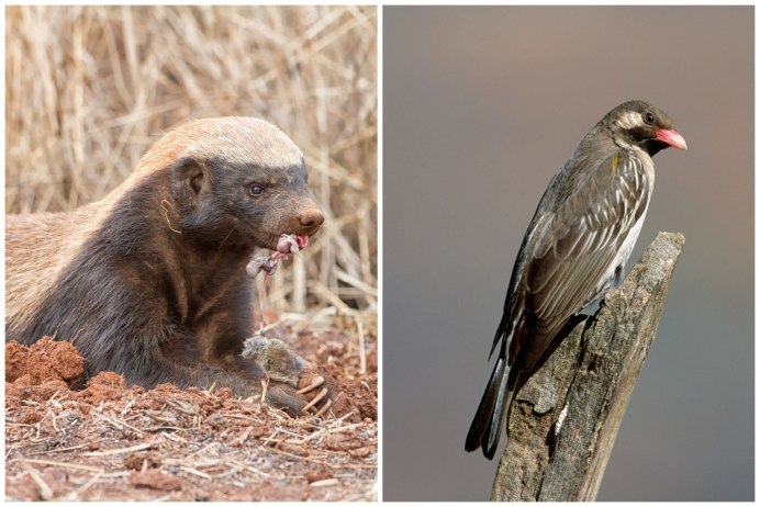 Большой медоуказчик