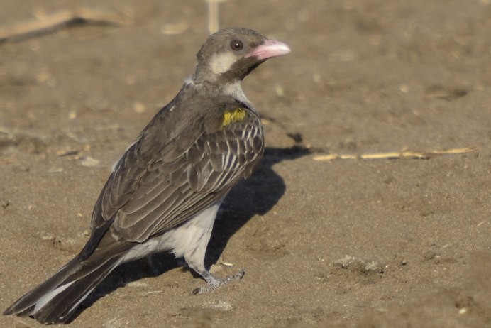 Медоуказчик птица