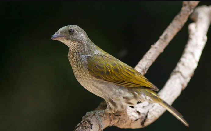 Пятнистый медоуказчик