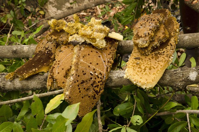 Короткохвостый скворец