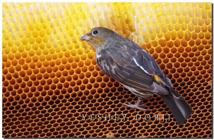 Медовед птица Африки