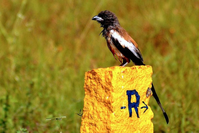 Dendrocalamus hamiltonii