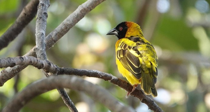 Медоуказчик птица