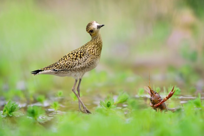 Медоуказчик птица