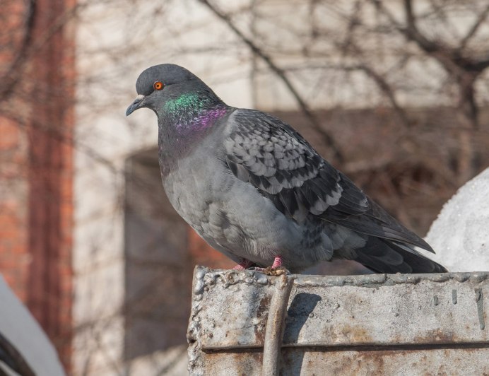 Голуби польские высоколетные
