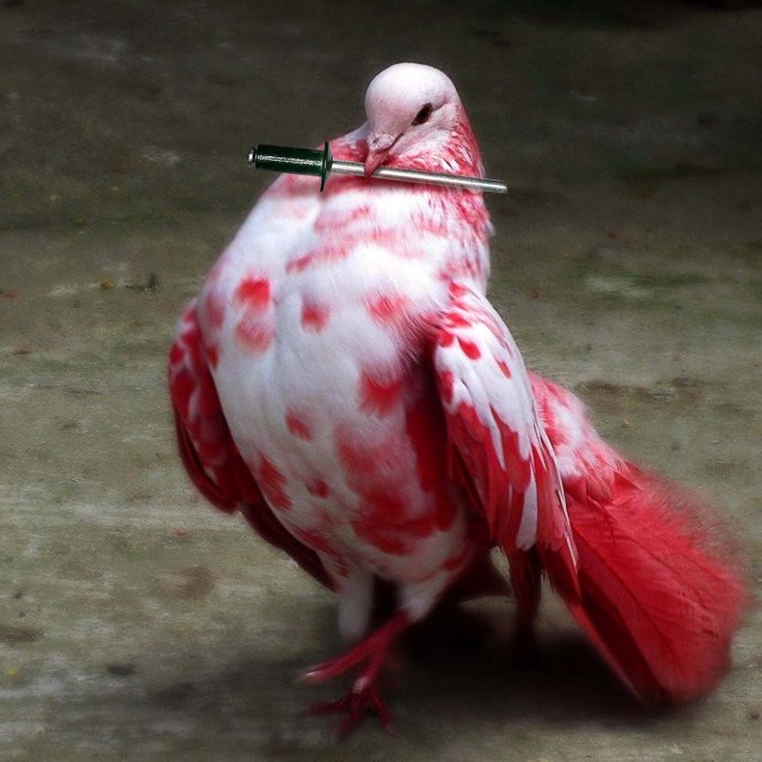 Красивые голуби