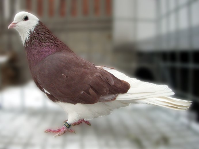 Отряд Голубеобразные columbiformes