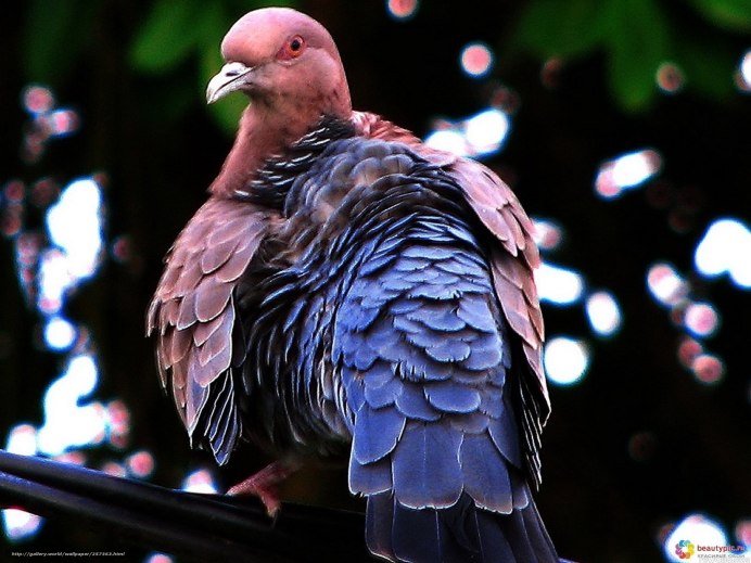 Бело розовый голубь