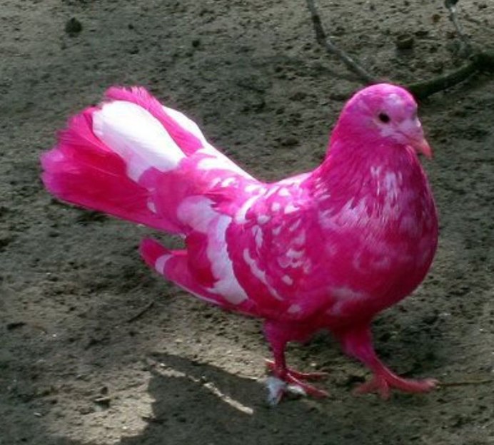 Африканская Горлица