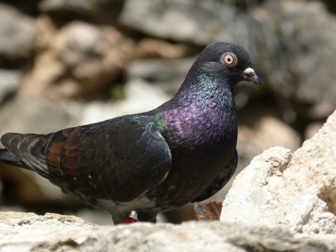 Голубь Павлин Чернохвостый