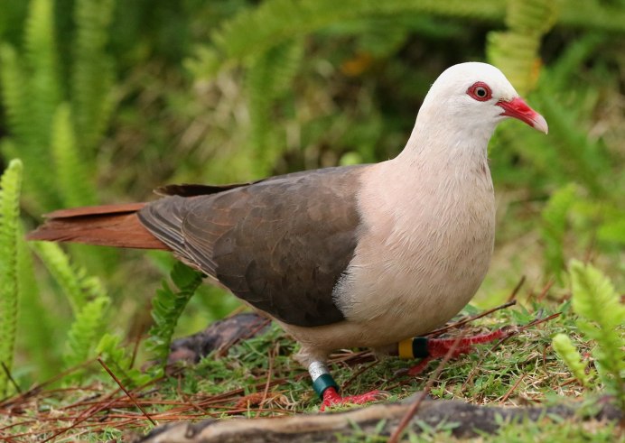 Розовый голубь Маврикий