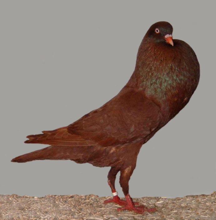 Каталонские голуби