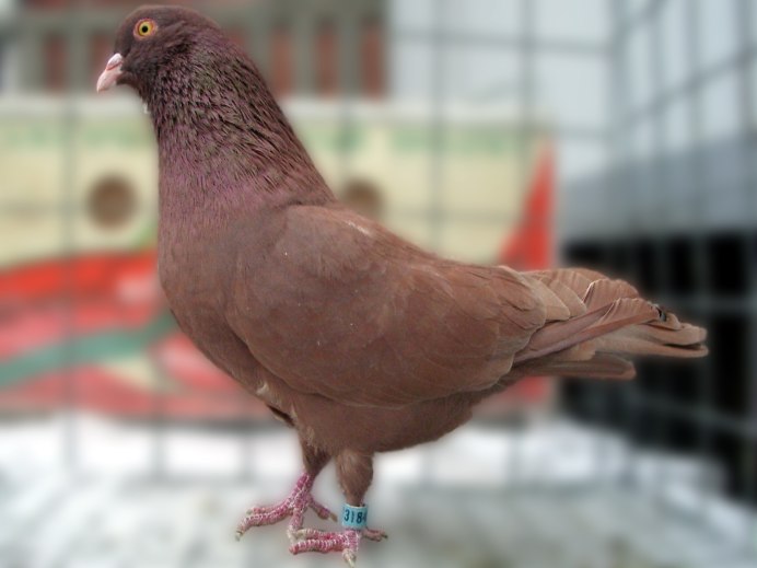 Голуби сербские высоколетачи