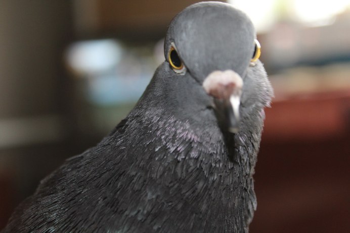 Голуби чубатые бойные