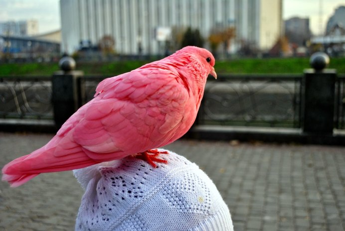 Реюньонский розовый голубь