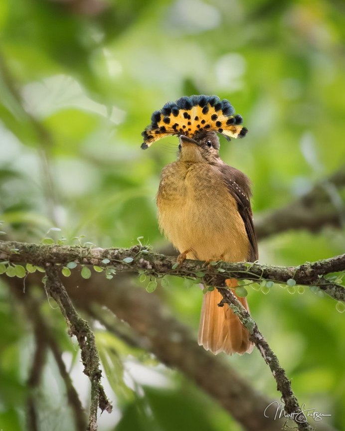 Сорокопут жулан