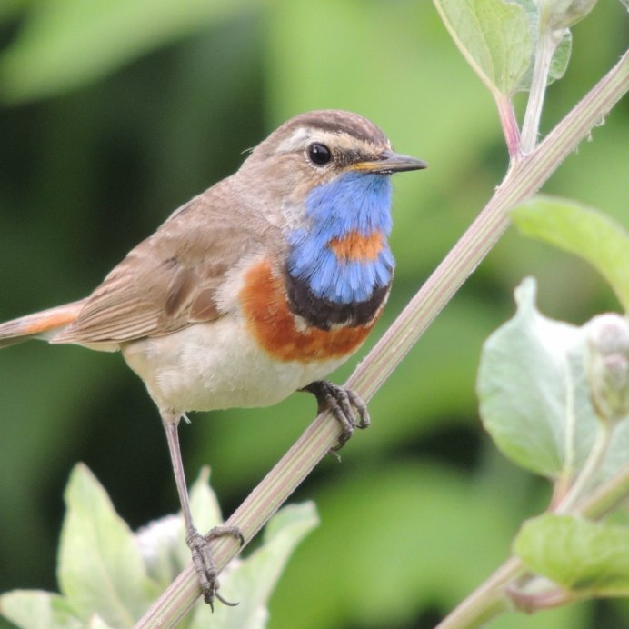 Дрозд Зяблик