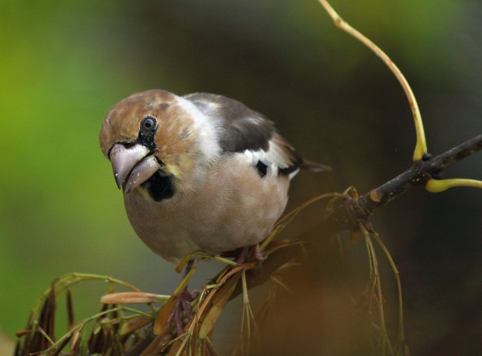 Браминский скворец