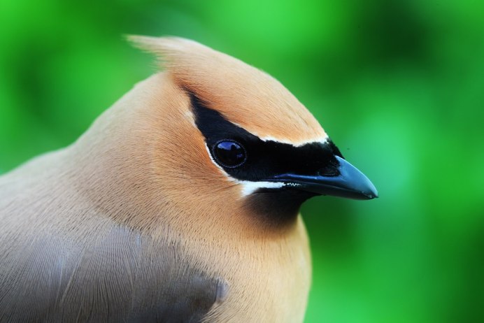 Лазоревка горихвостка