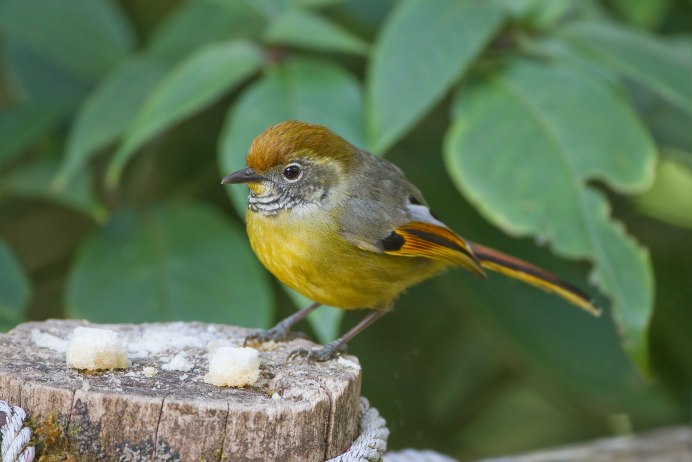 Красный сорокопут