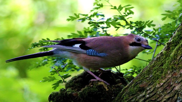 Обыкновенная горихвостка