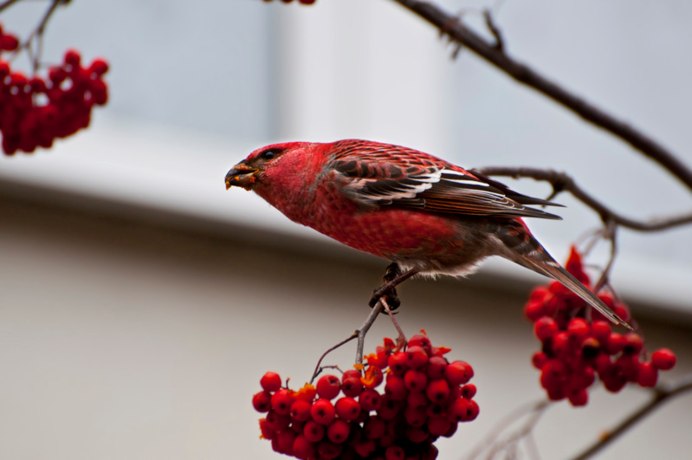 Коноплянка Реполов