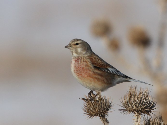 Певчие птицы Донбасса
