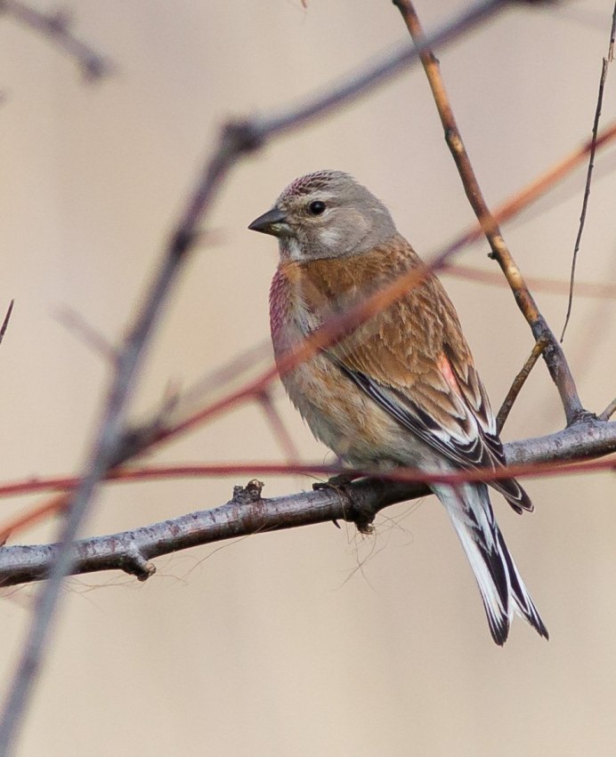 Балтиморская Иволга самка