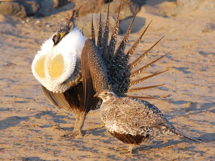 Лесная завирушка Воробей