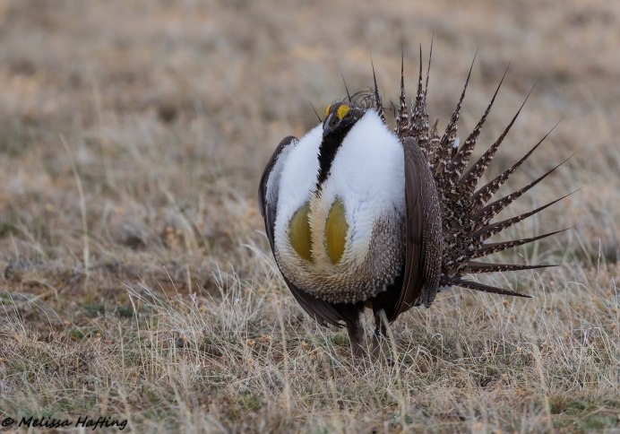 Мухоловка пеструшка самка