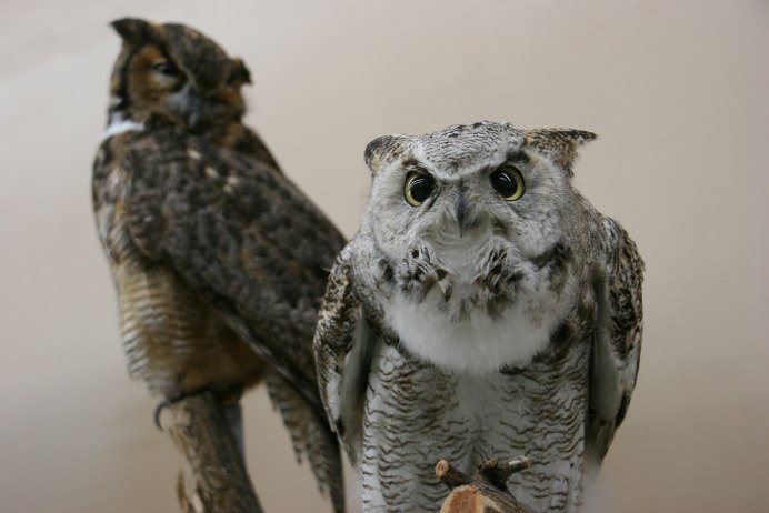 Great Horned Owl (Сыч).