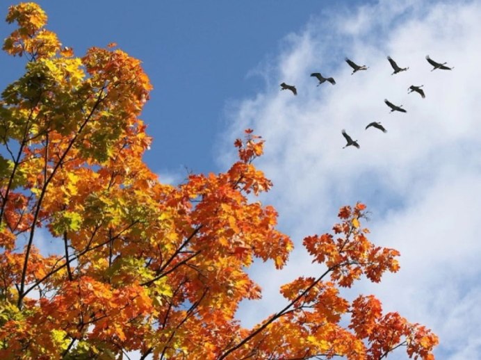 Птицы в небе осенью