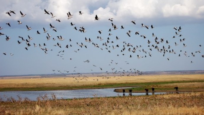 Перелётные птицы журавлиный Клин