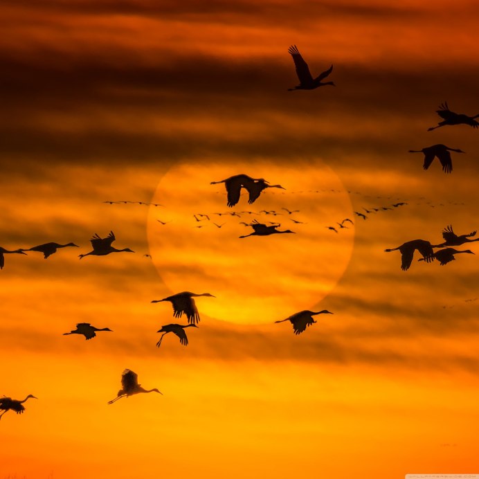 Птицы на заре