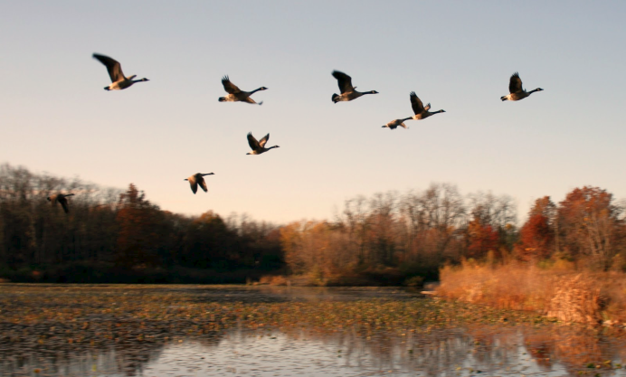 Птицы над озером