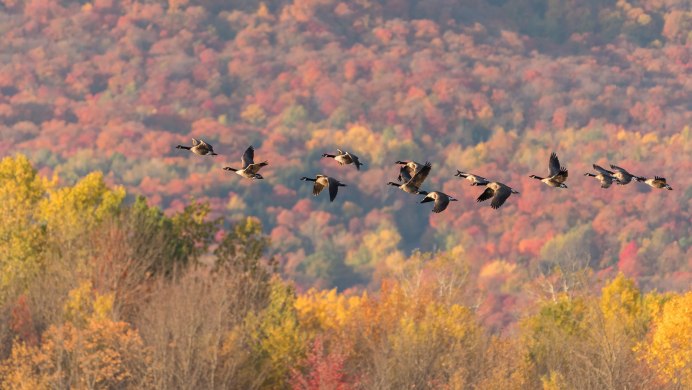 Птицы улетают на Юг