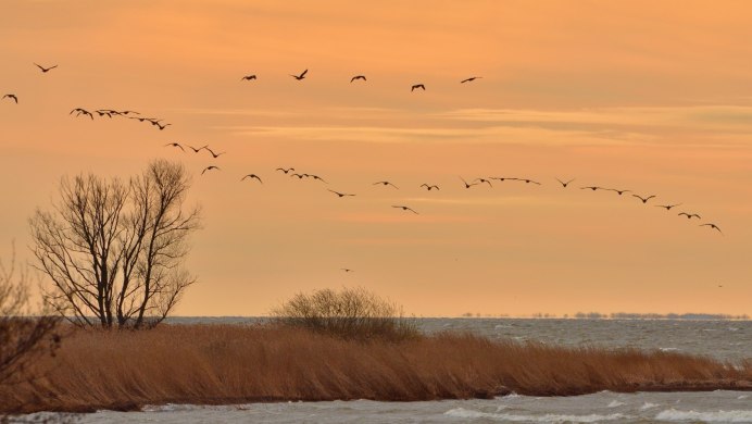 Гусей крикливых Караван