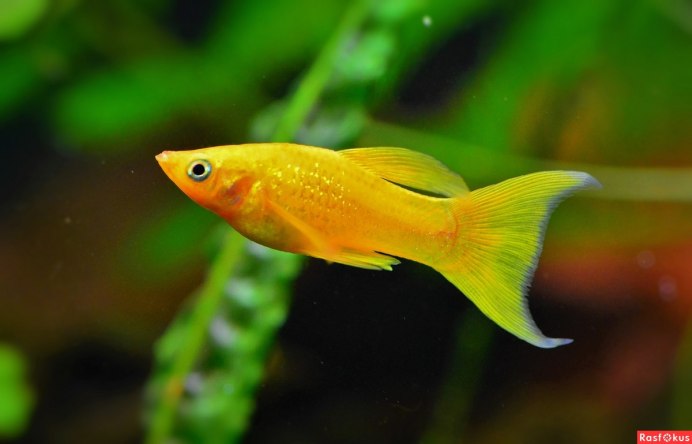 Моллинезия Poecilia sphenops