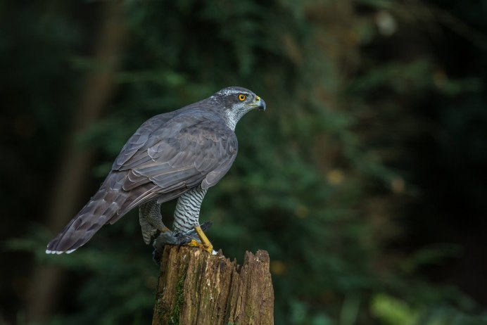 Ястреб - тетеревятник (Accipiter gentilis)