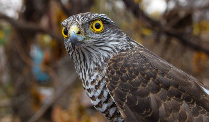 Ястреб - тетеревятник (Accipiter gentilis)