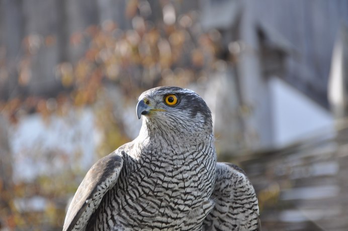 Ястреб - тетеревятник (Accipiter gentilis)