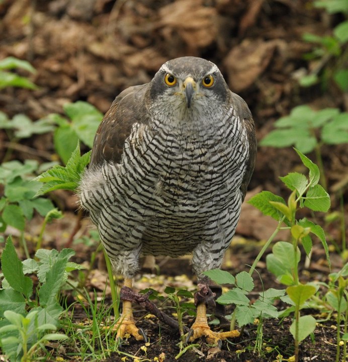 Тетеревятник (Accipiter gentilis)