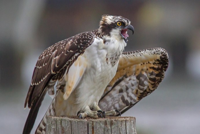 Ястреб - тетеревятник (Accipiter gentilis)