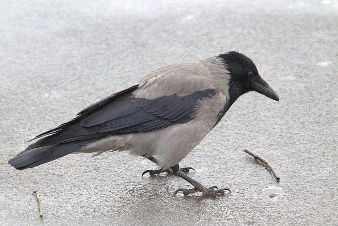 Фото вороны птицы