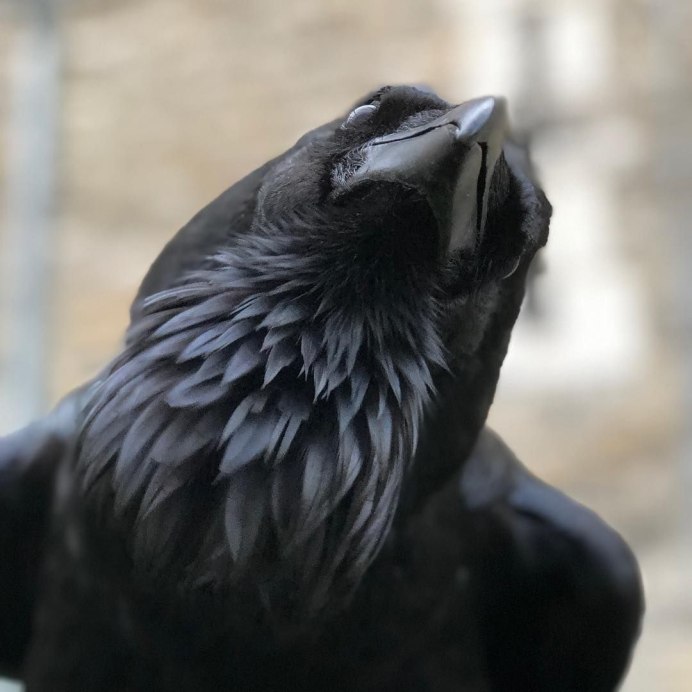 Черная ворона ареал