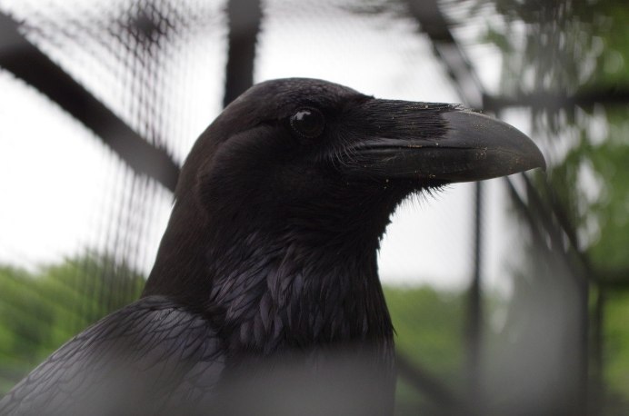 Воробьинообразные ворон